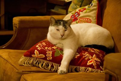 Cat sitting on sofa at home