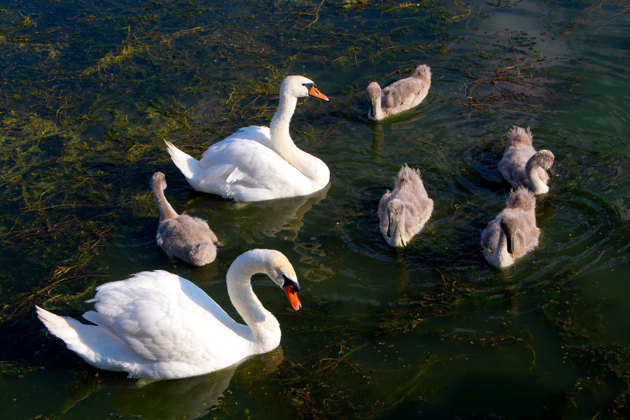 HIGH ANGLE VIEW OF SWANS FLOATING IN LAKE