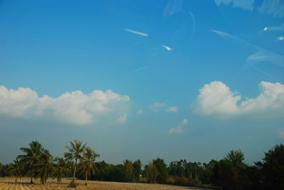 Low angle view of palm trees against blue sky