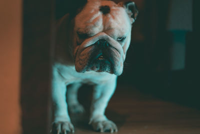 Close-up portrait of dog standing on floor