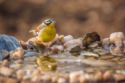 Close-up of bird perching on rock