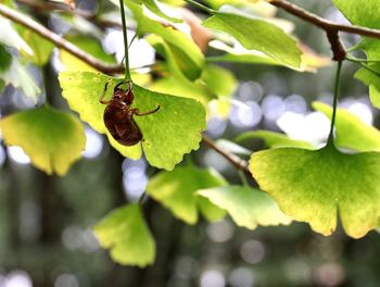 Close-up of insect on plant