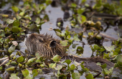 High angle view of a duck in lake