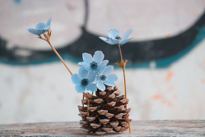 Close-up of flowering plant on table