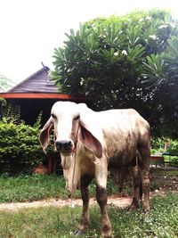 Cow standing by tree