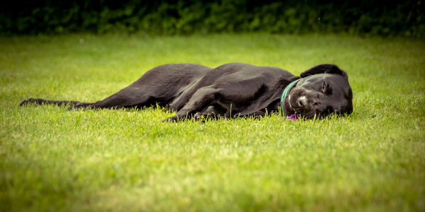 Dog lying on grass