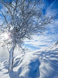 Bare tree on snow covered field