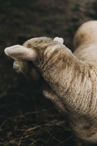 Close-up of sheep