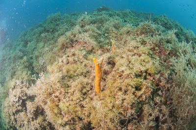 View of fish swimming underwater