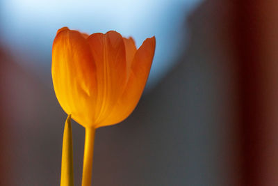 Close-up of orange tulip