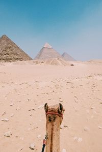 Rear view of camel at desert during sunny day