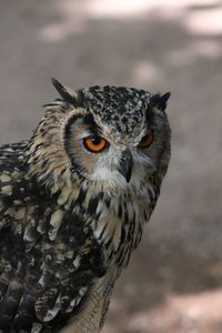 Close-up portrait of owl