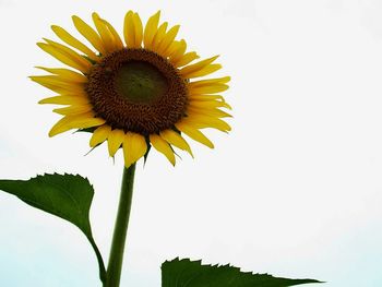 Close-up of sunflower