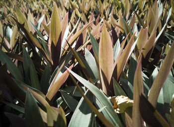 Close-up of plants growing on field