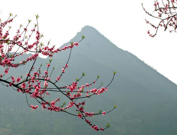 Low angle view of cherry blossoms against sky