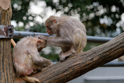 Monkey sitting on tree stump