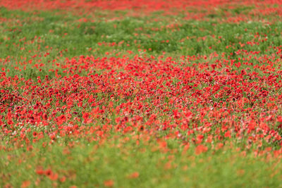 Full frame shot of red flowering plants on field