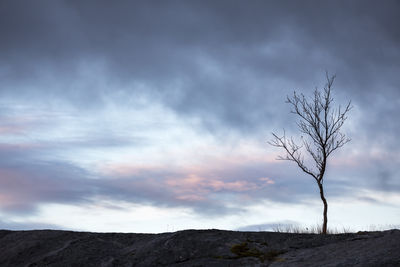 Low angle view of bare trees on landscape against sky