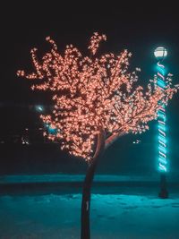 Low angle view of illuminated tree against sky at night