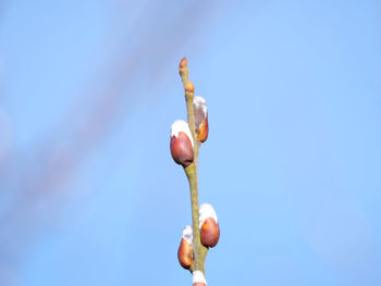 Close-up of flower buds against clear blue sky