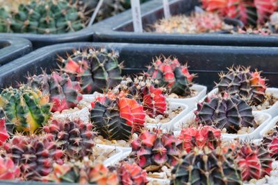 High angle view of potted cactus plants