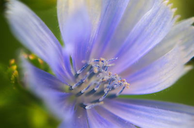 Close-up of honey bee on flower