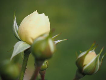 Close-up of flowering plant