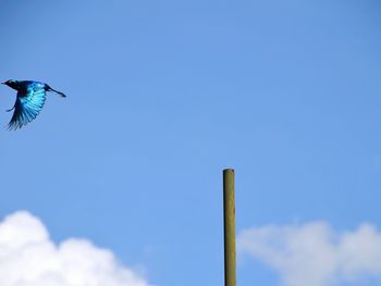 Greater blue-eared glossy starling flying by pole against sky