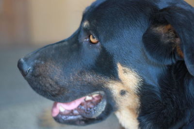 Close-up of dog looking away