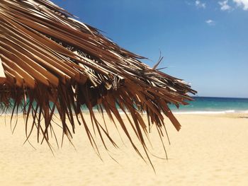 Palm trees on beach against sky