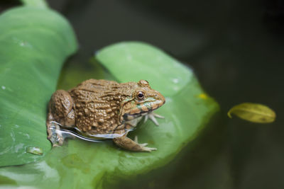 Frog traps insects on green leaves floating on the water in the middle of nature