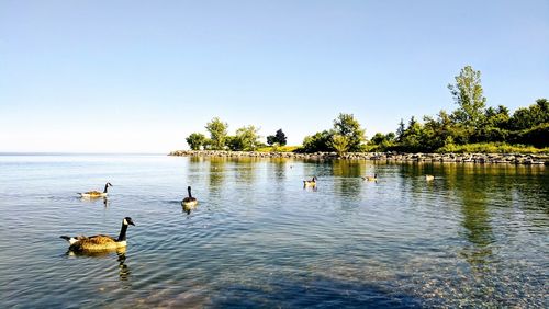 Swans swimming in lake against clear sky