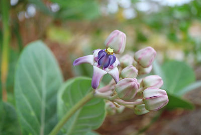 Pastel color blooming crown flower or giant milkweed with flower buds