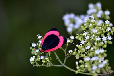 Side view of butterfly on flowers against blurred background