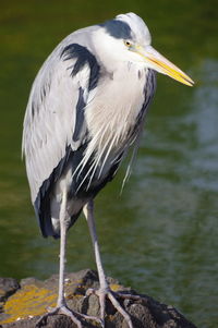 Close-up of heron perching on a lake