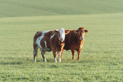 Cows standing in a field