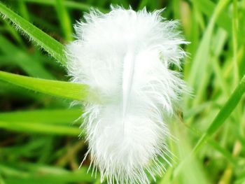 Close-up of dandelion on field