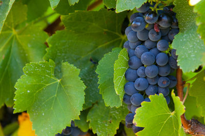 Close-up of grapes growing in vineyard