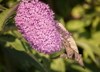 Close-up of pink flowers