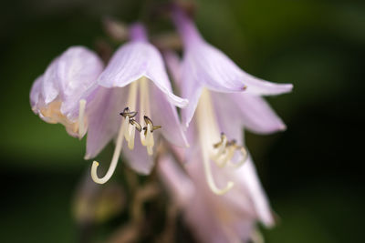 Close-up of insect on purple flower