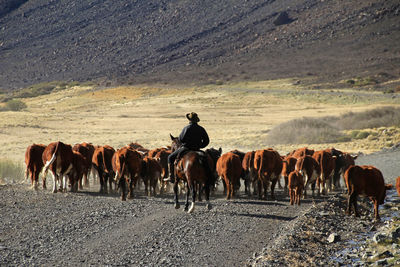 Rear view of horses walking on street