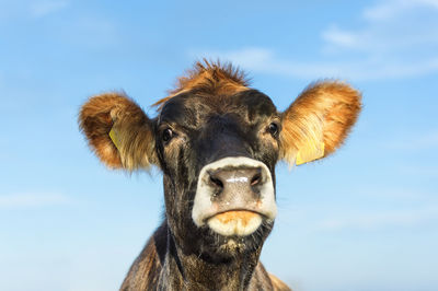 Close-up portrait of cow against sky