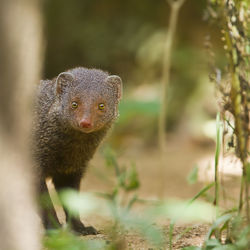 Close-up of an animal