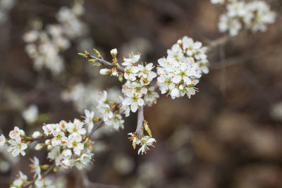 Close-up of white cherry blossom on tree