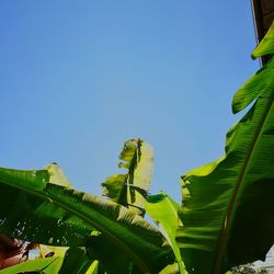 Low angle view of tree against clear blue sky