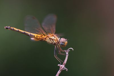 Close-up of dragonfly on plant