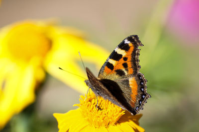 Close-up of butterfly perching on yellow flower