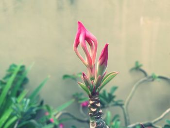 Close-up of pink flower