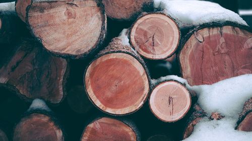 Full frame shot of logs in forest