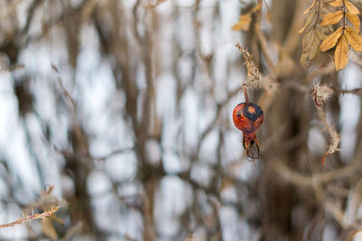 Close-up of insect perching on tree